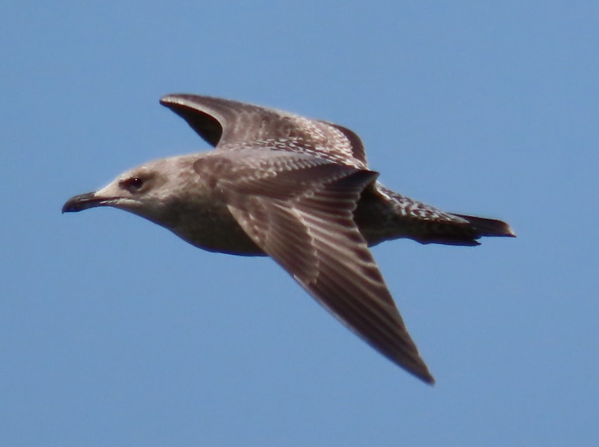 American Herring Gull - ML640063033