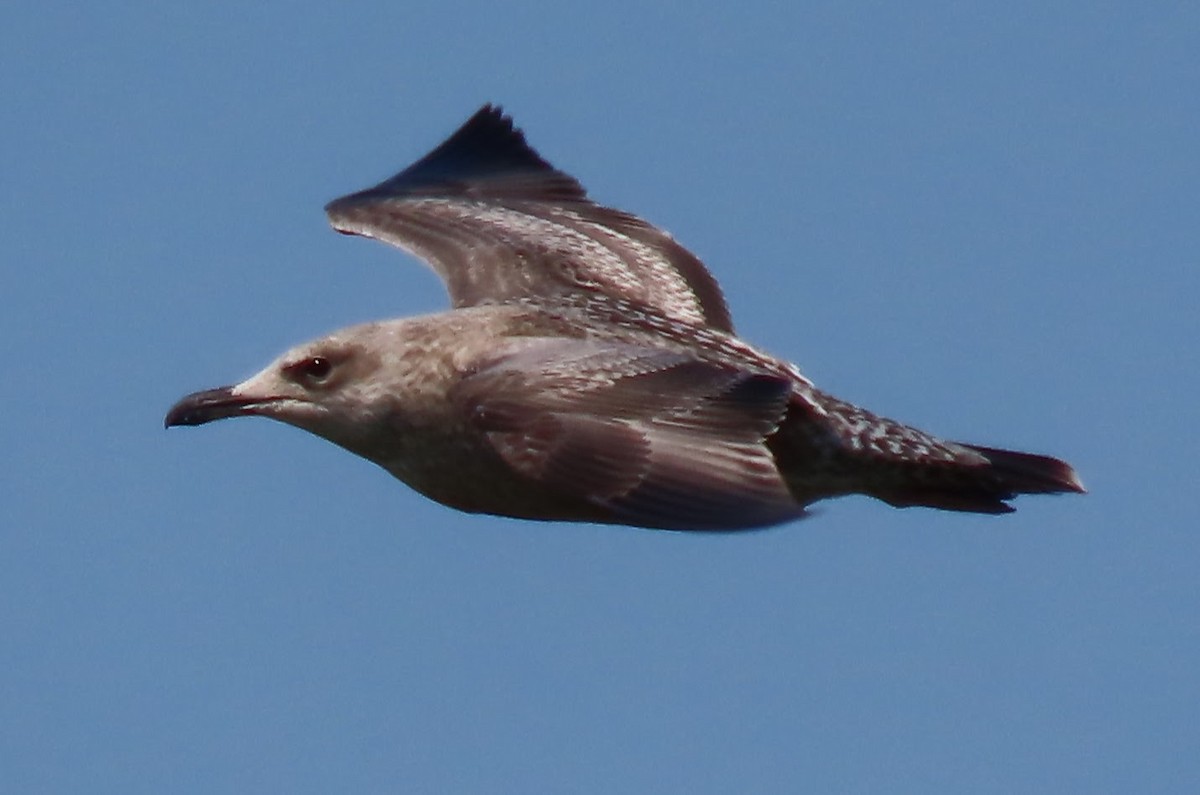 American Herring Gull - ML640063034