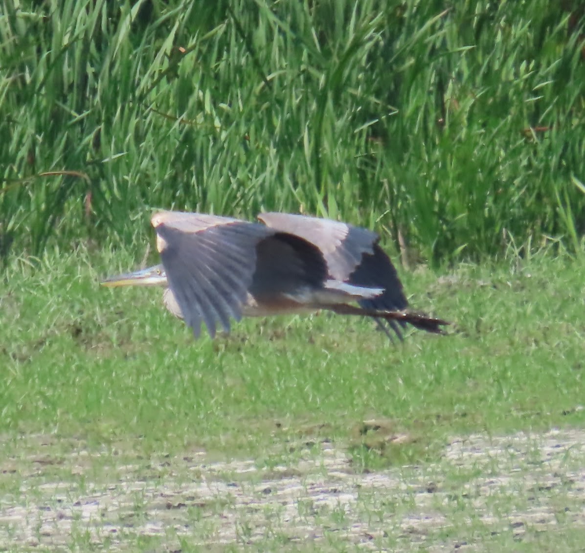 Great Blue Heron - ML640063047