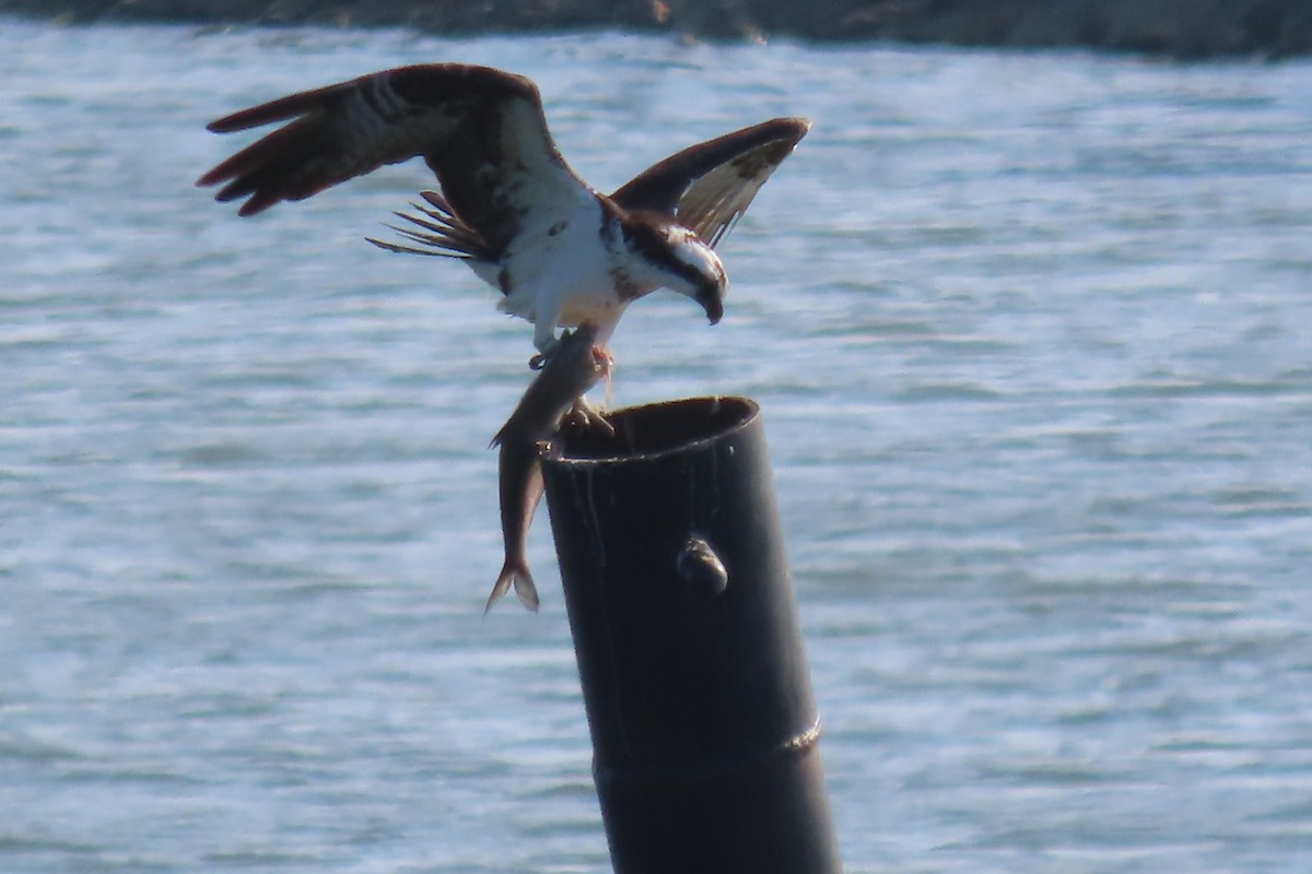 Osprey - ML640063058