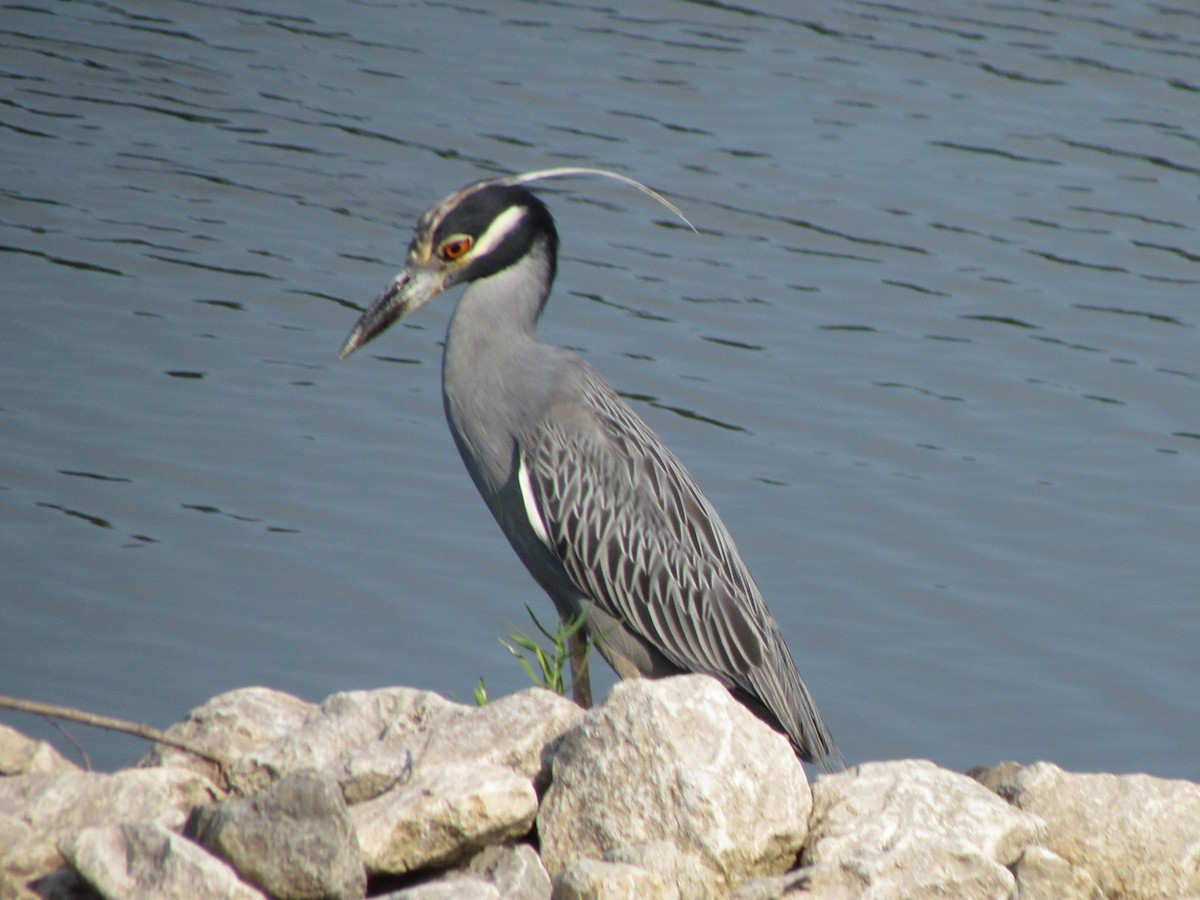 Yellow-crowned Night Heron - ML640063067