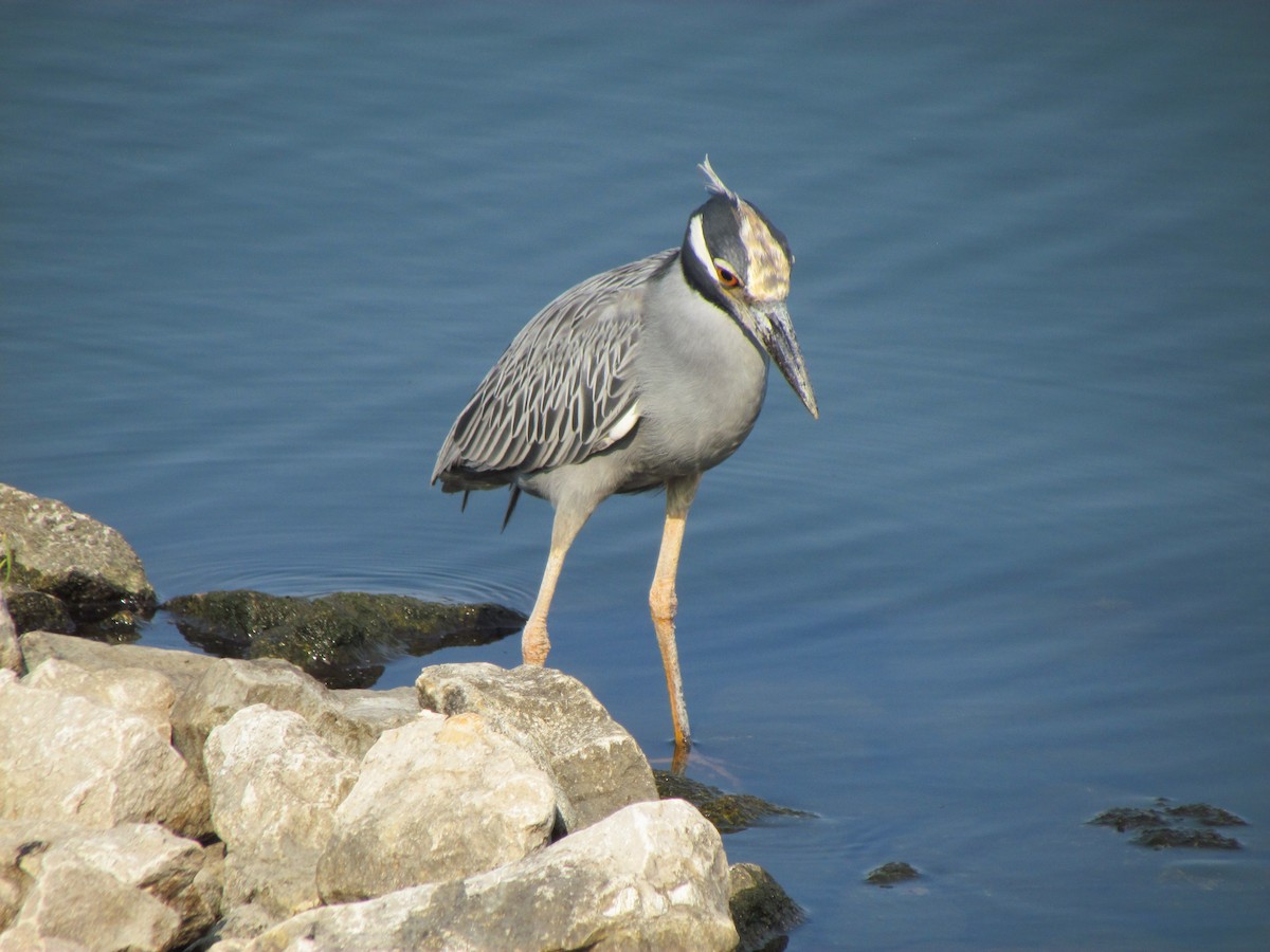 Yellow-crowned Night Heron - ML640063082