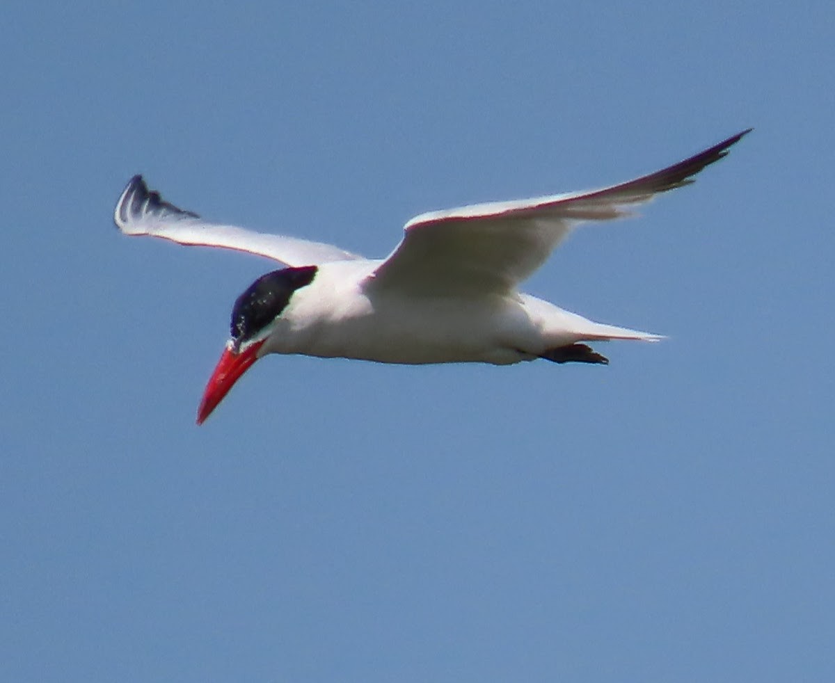 Caspian Tern - ML640063104