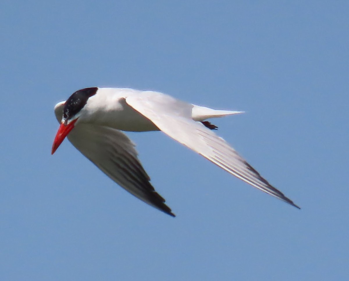 Caspian Tern - ML640063105