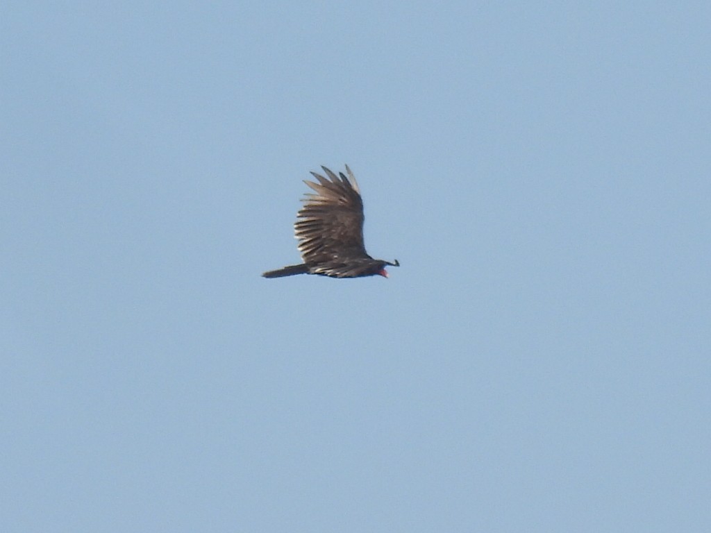 Turkey Vulture - ML640063108