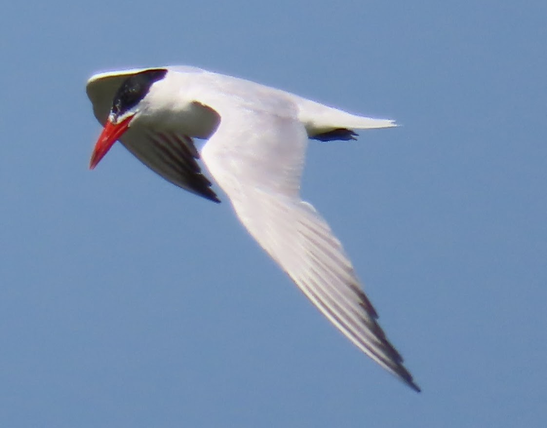Caspian Tern - ML640063112