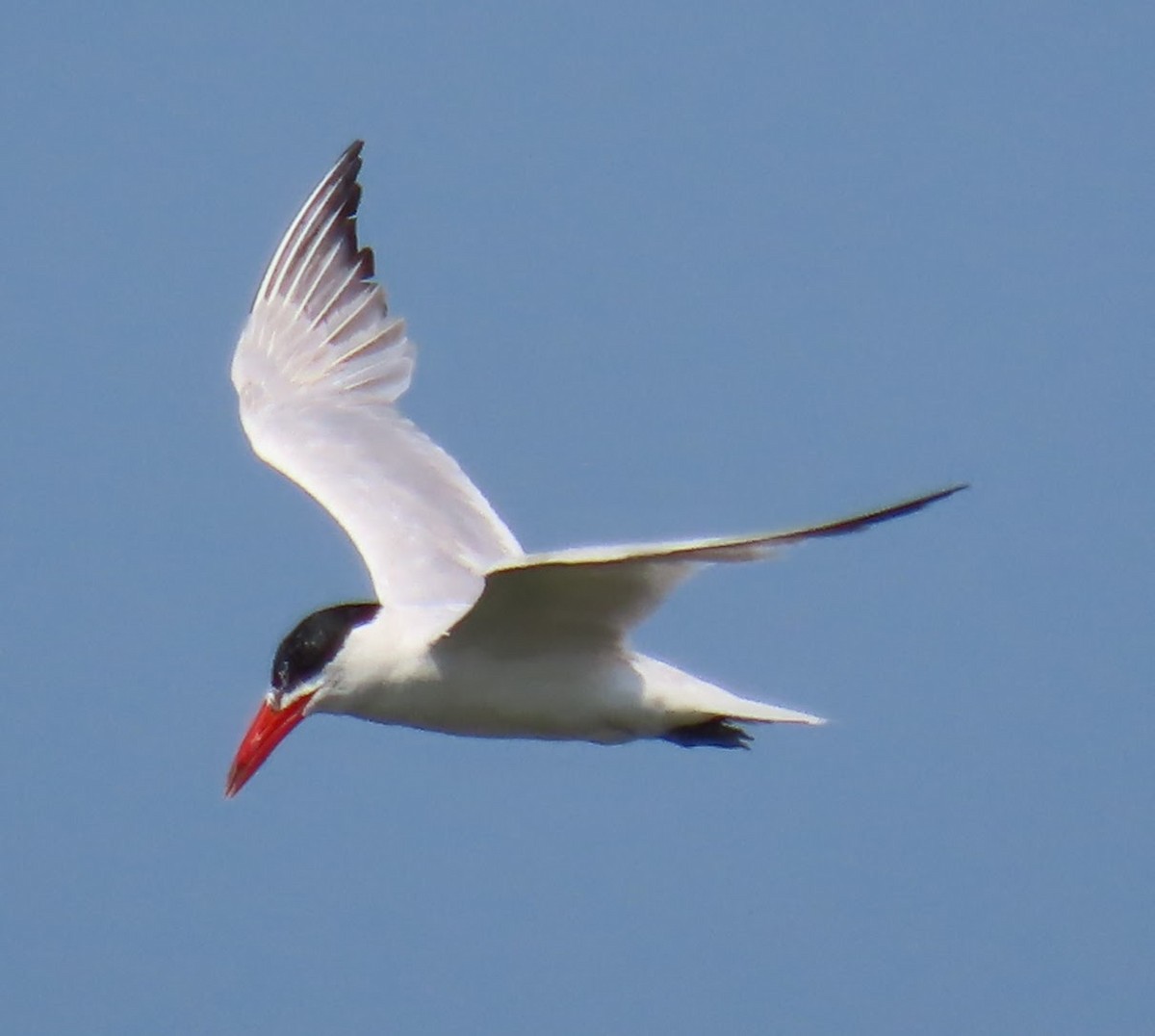 Caspian Tern - ML640063113