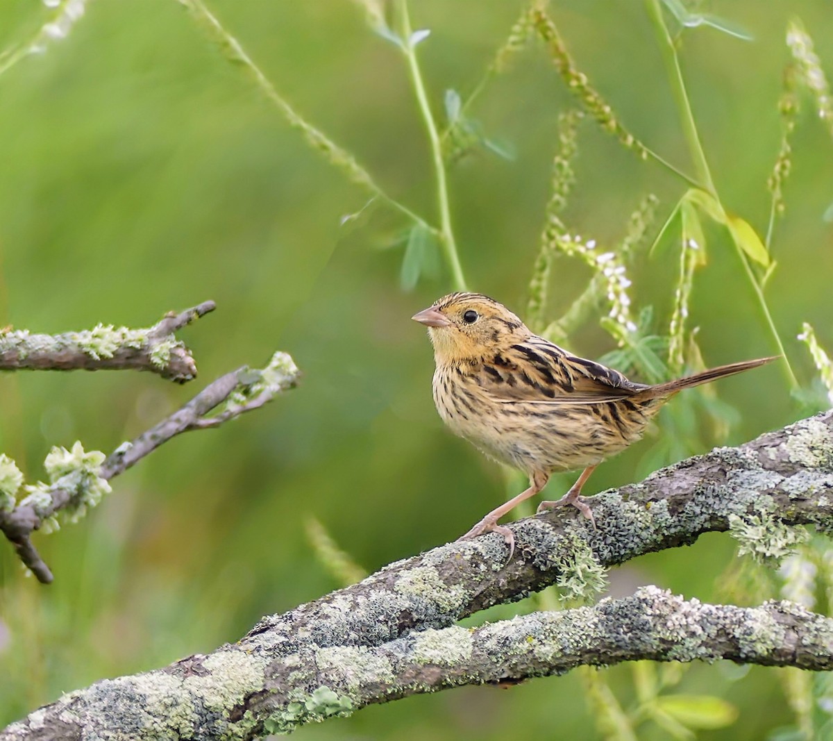 LeConte's Sparrow - ML640063154