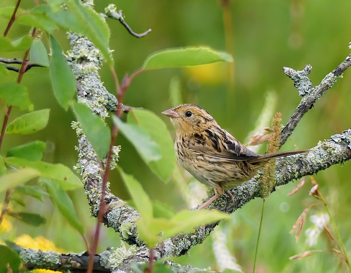 LeConte's Sparrow - ML640063155