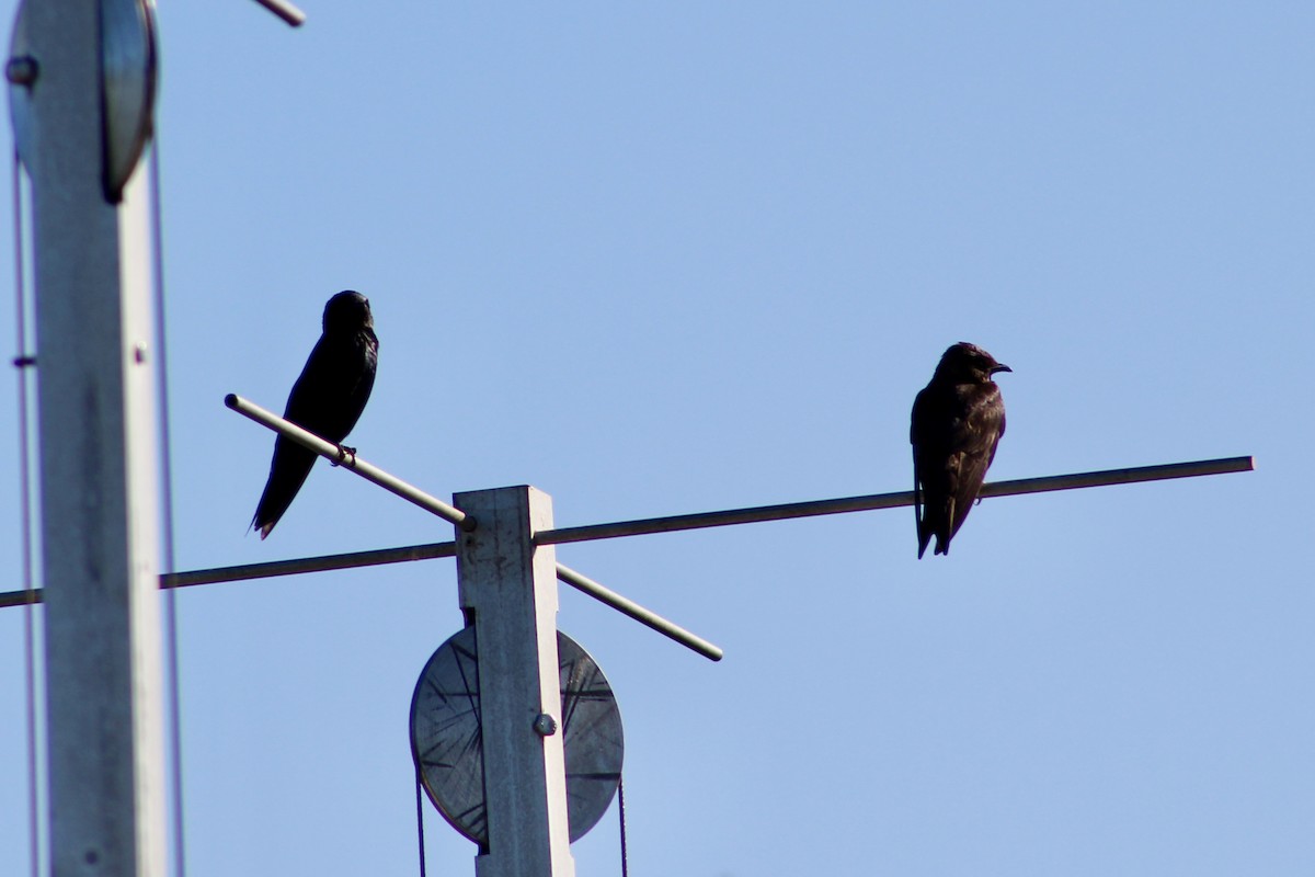 Purple Martin - ML640063159