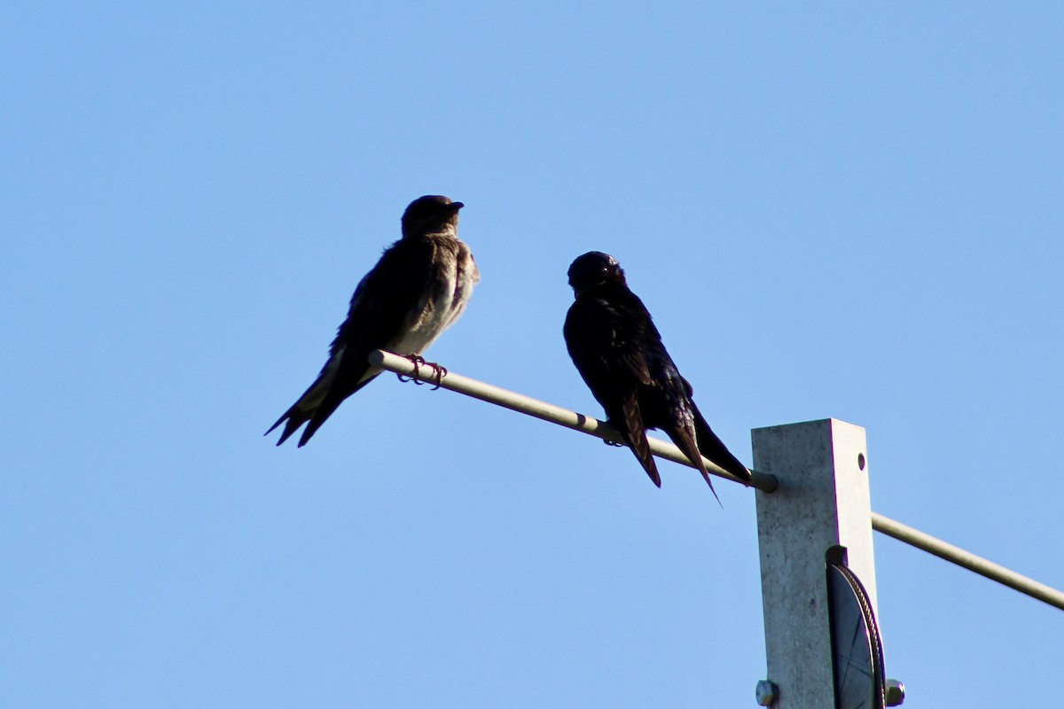 Purple Martin - ML640063160