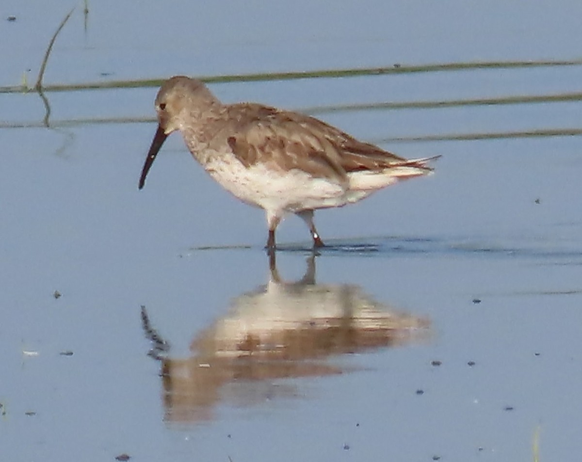 Dunlin - ML640063164