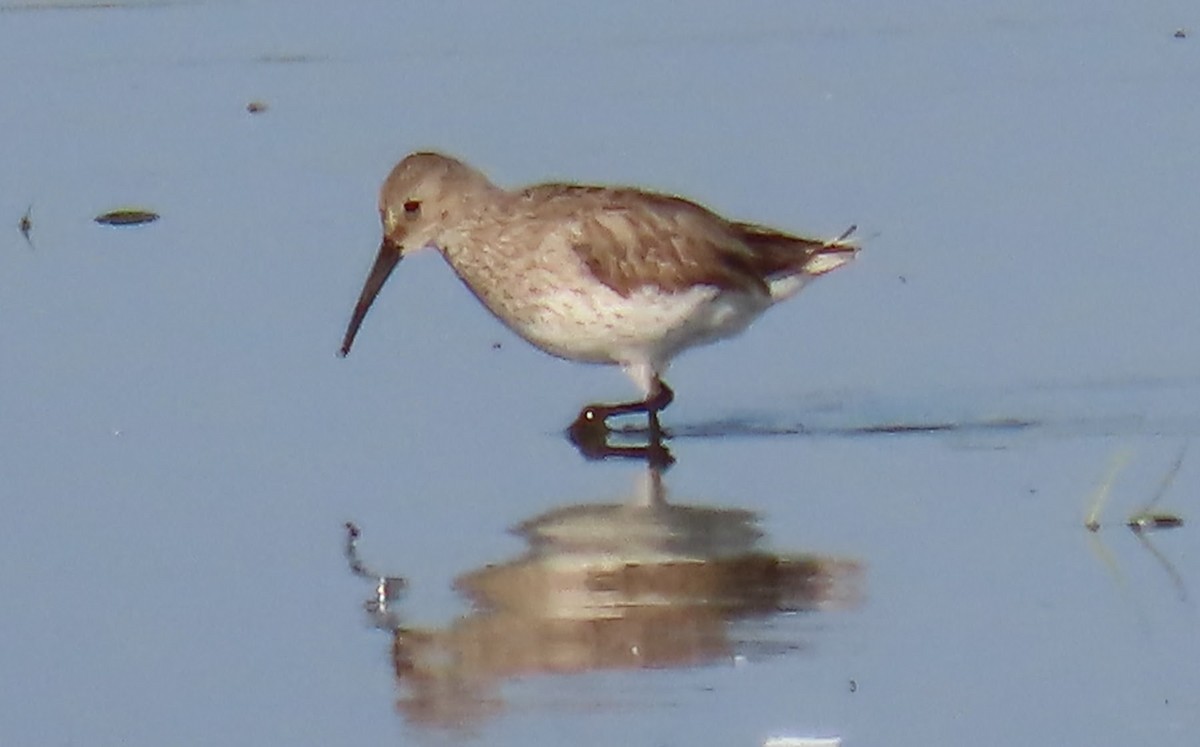 Dunlin - ML640063165