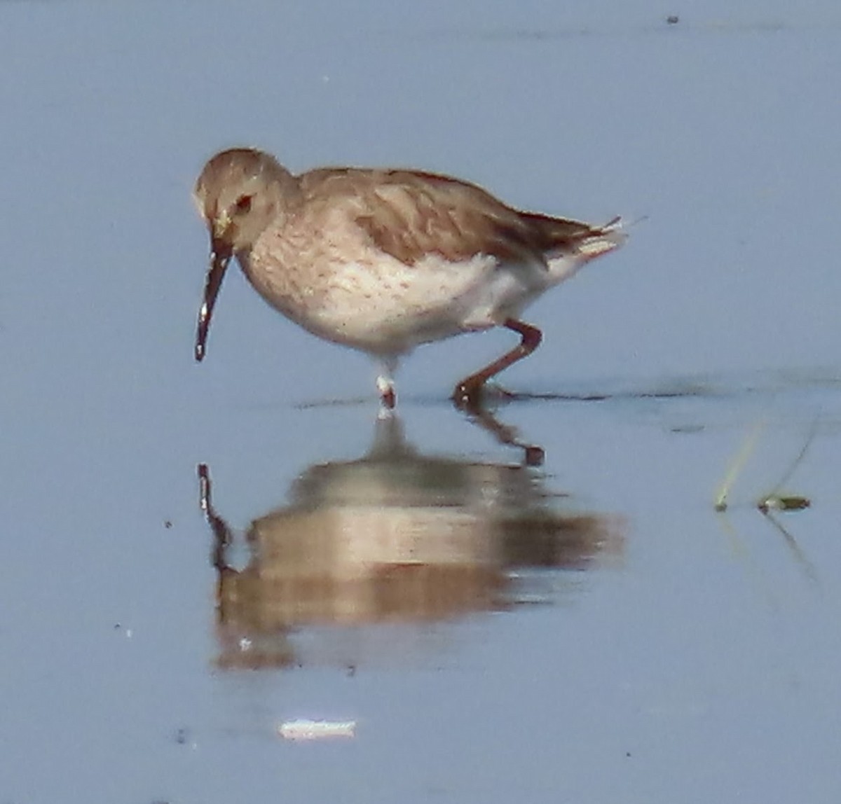 Dunlin - ML640063166
