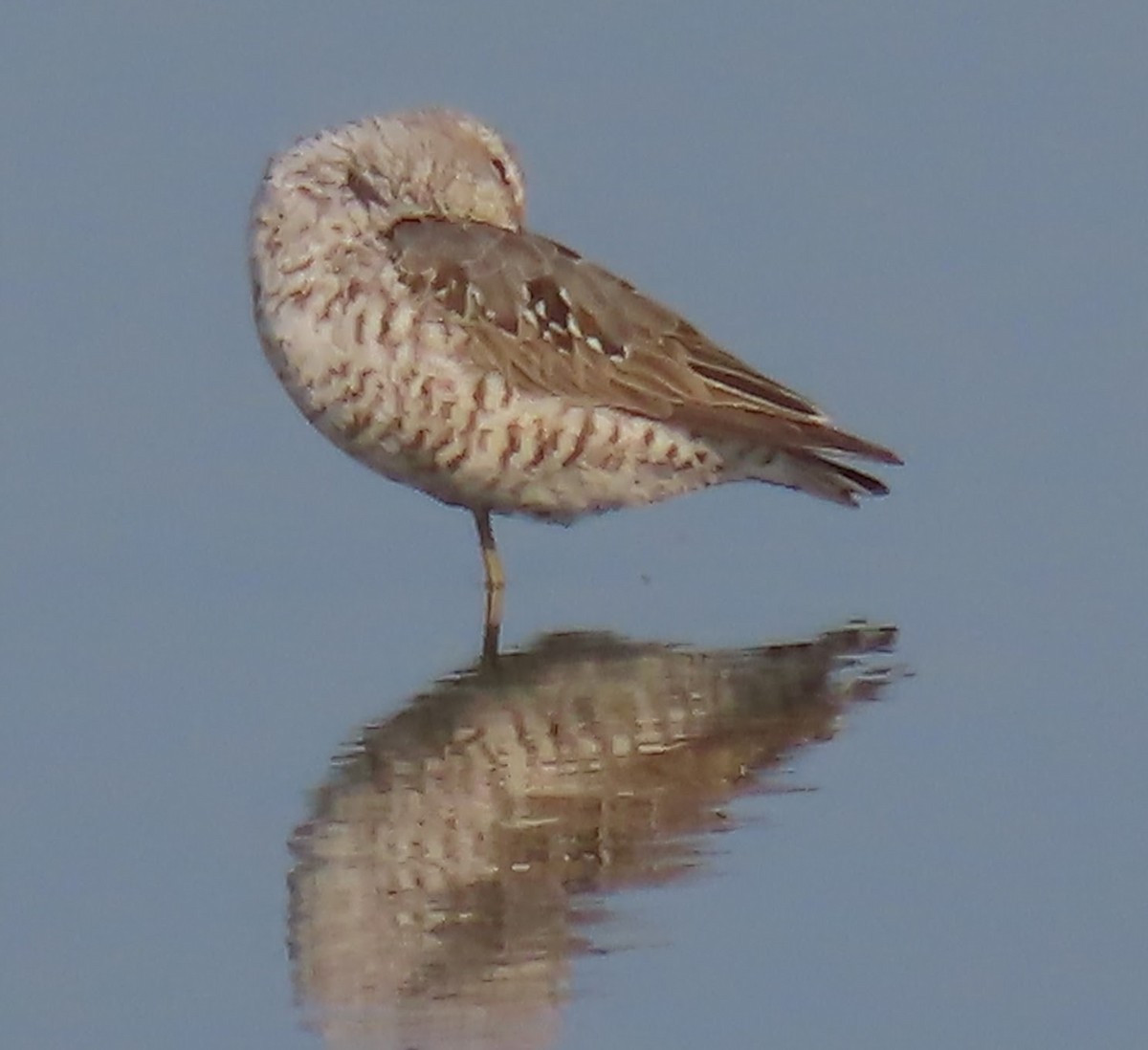 Stilt Sandpiper - ML640063177