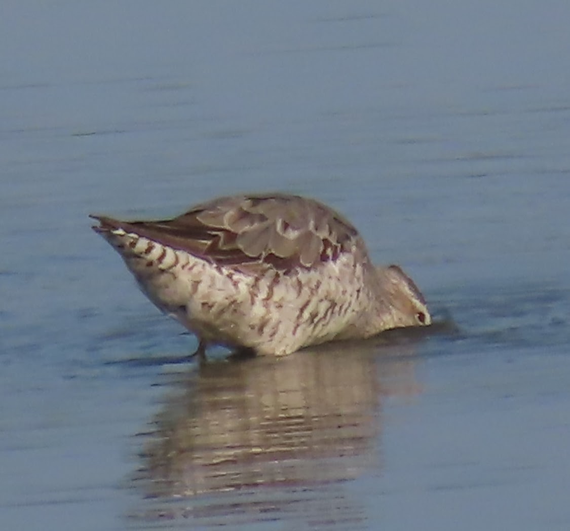 Stilt Sandpiper - ML640063178