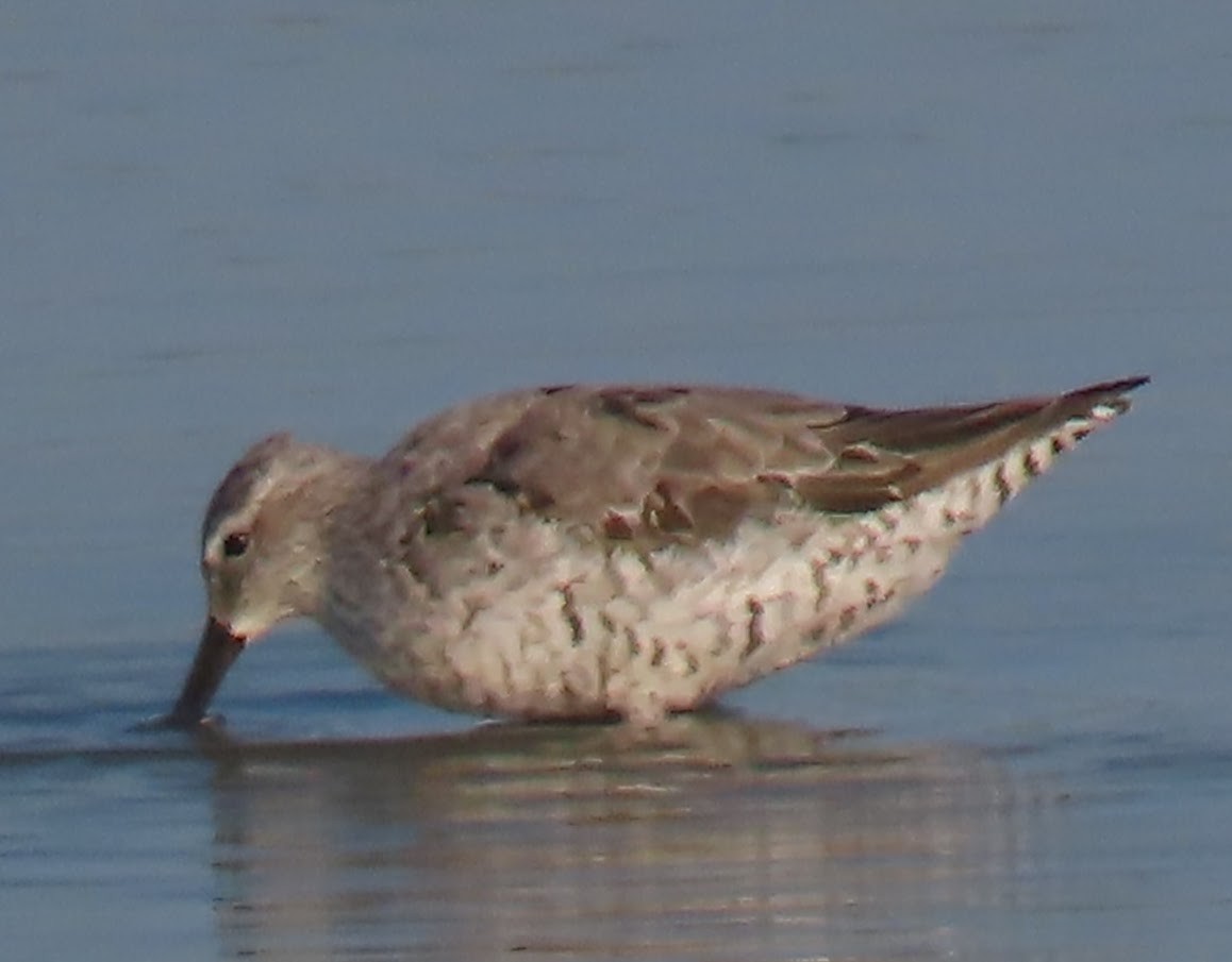 Stilt Sandpiper - ML640063179