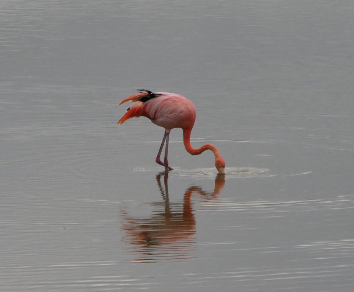 American Flamingo - ML640063192