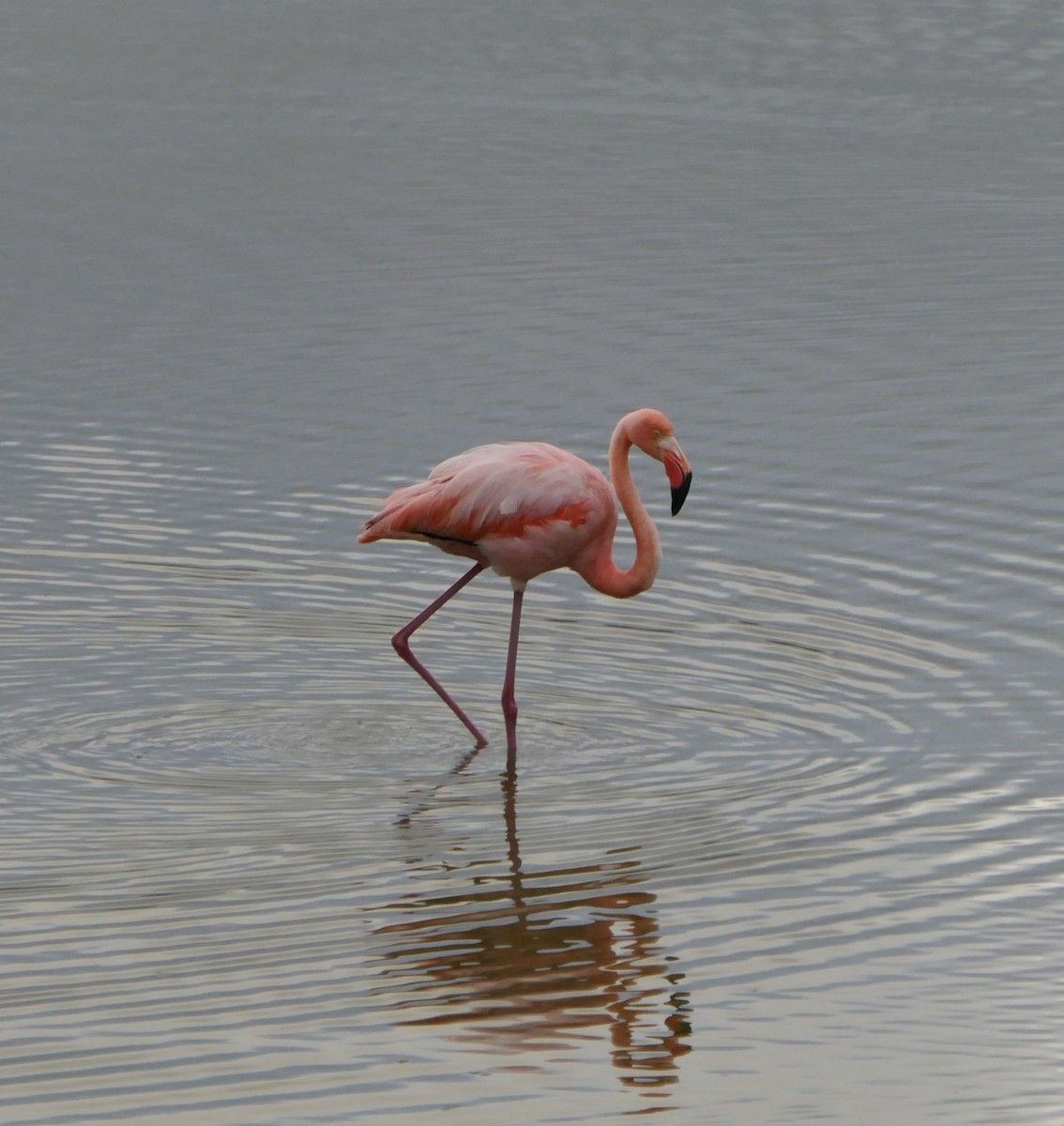 American Flamingo - ML640063193