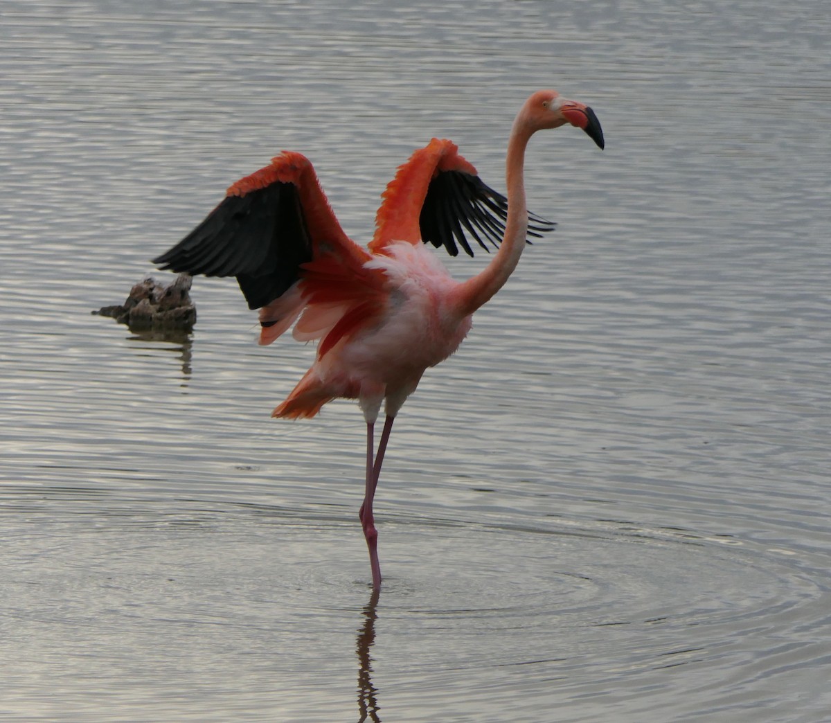 American Flamingo - ML640063195