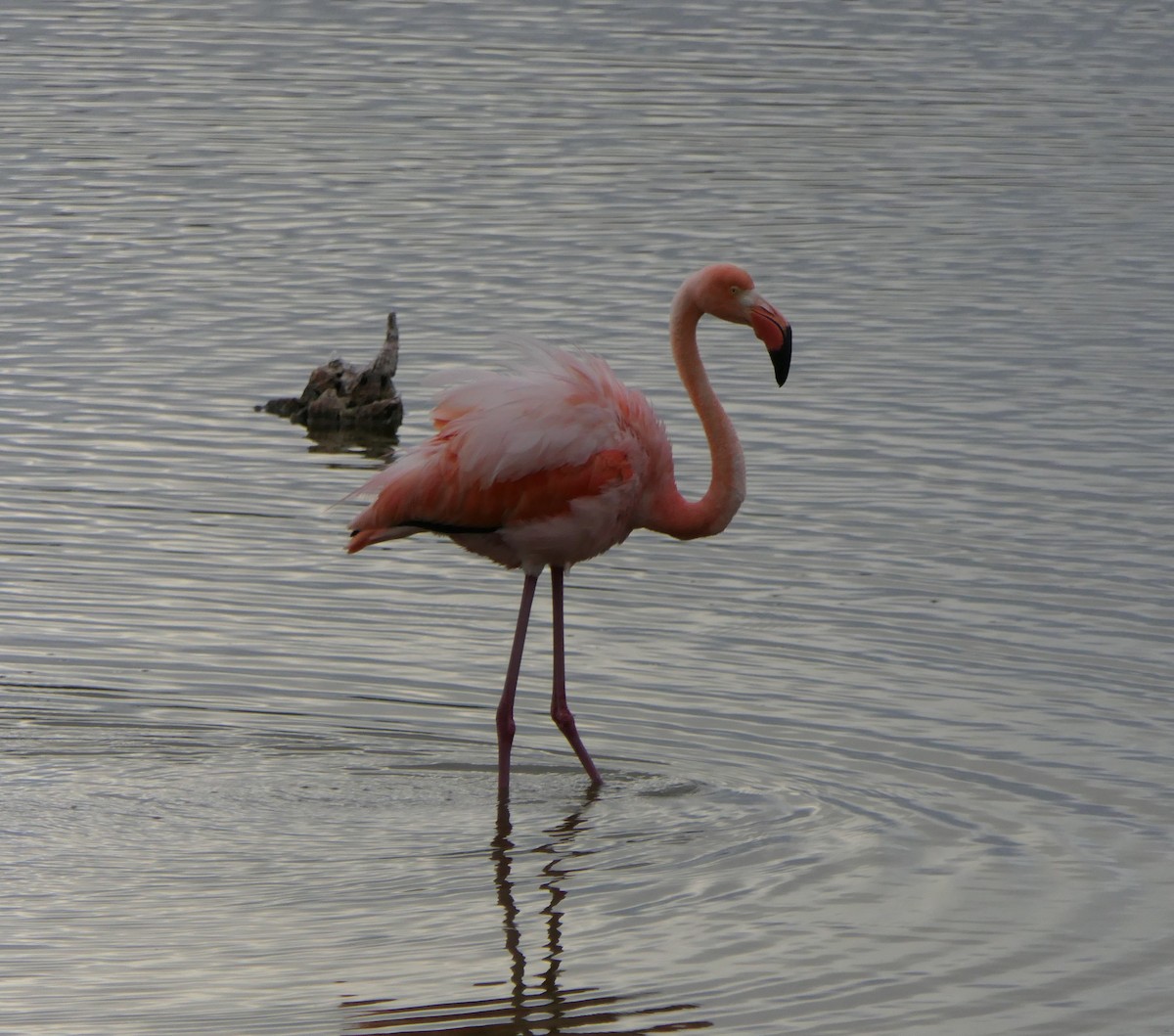 American Flamingo - ML640063196