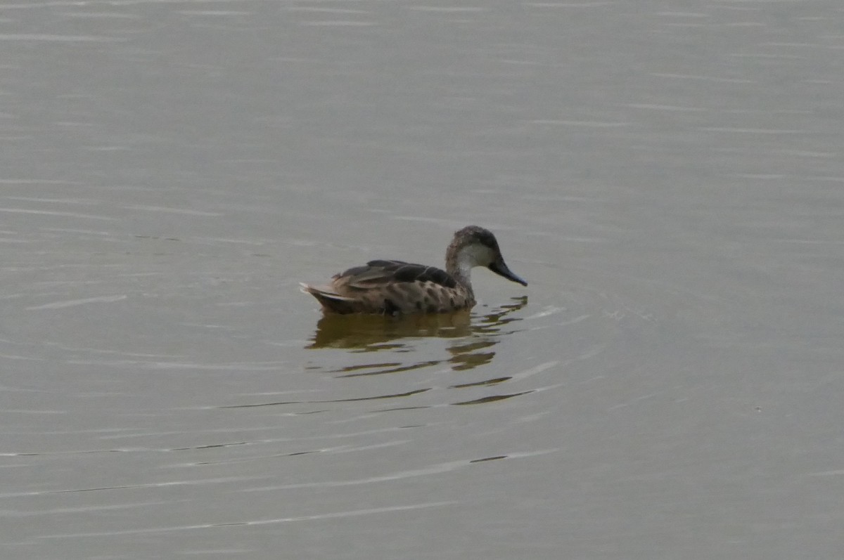 White-cheeked Pintail (Galapagos) - ML640063199