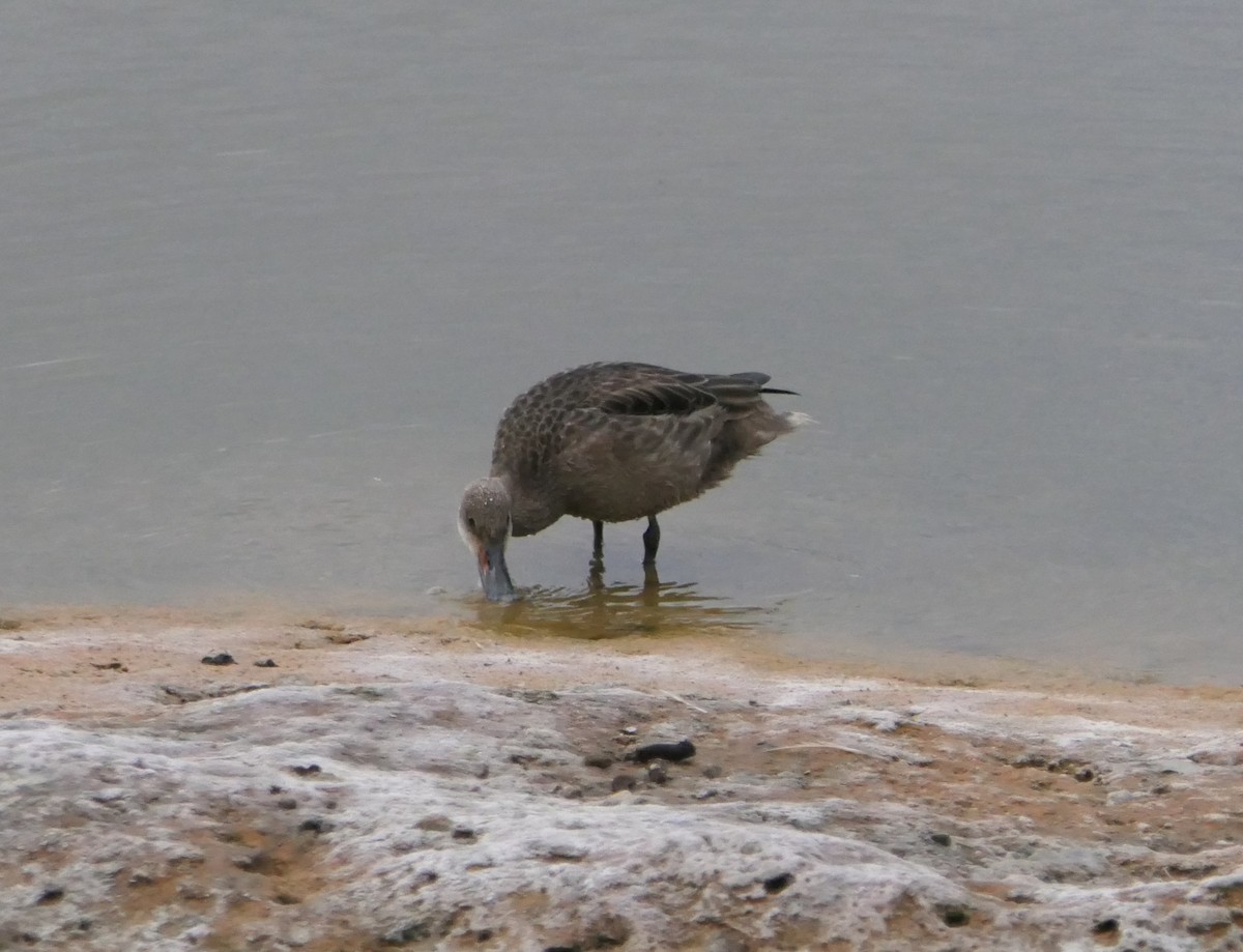 White-cheeked Pintail (Galapagos) - ML640063204