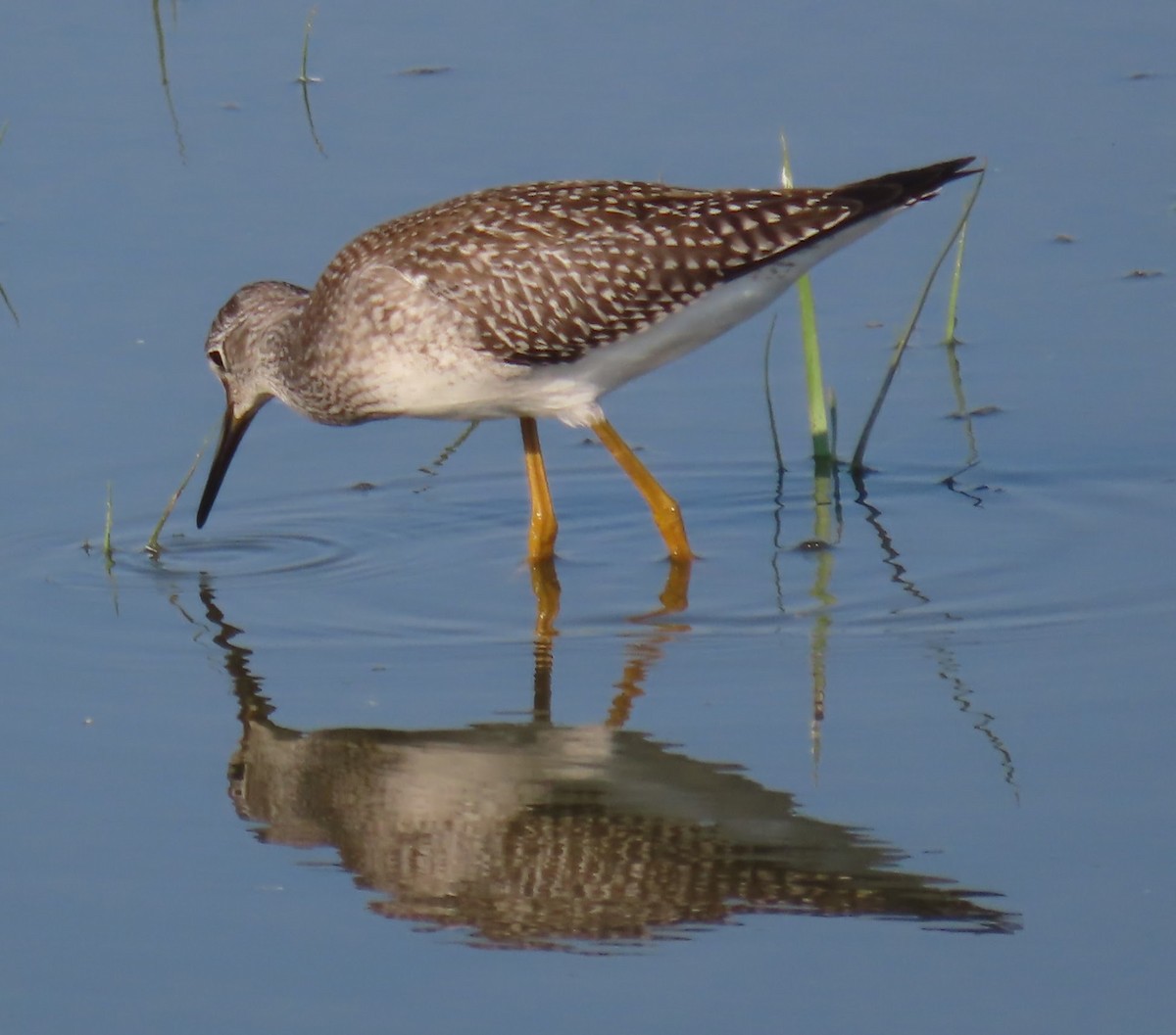 Lesser Yellowlegs - ML640063206