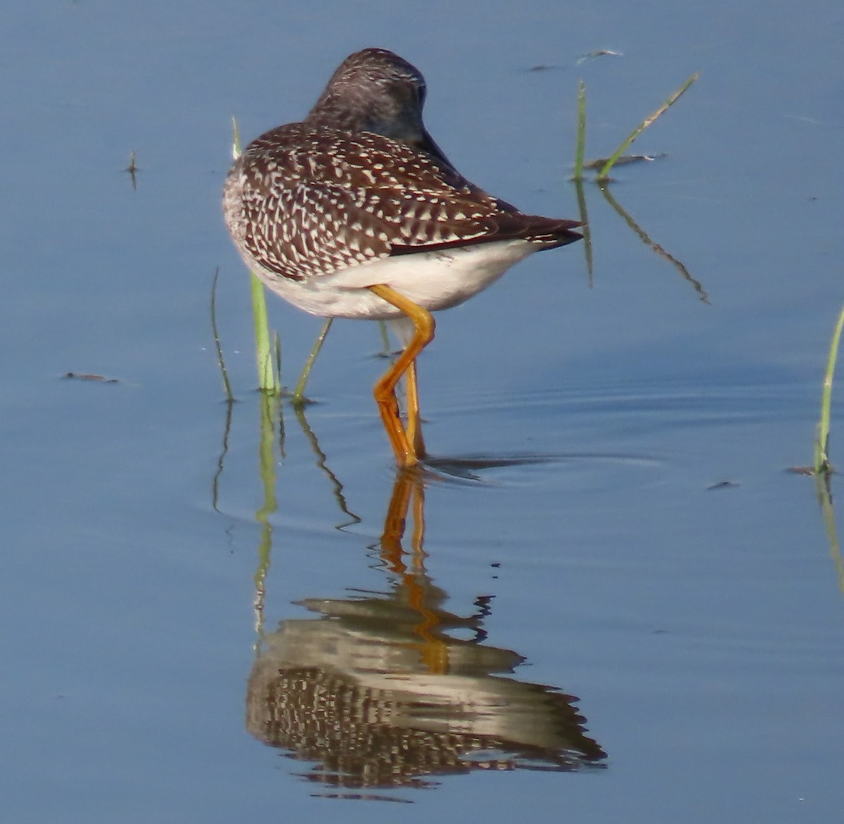Lesser Yellowlegs - ML640063207