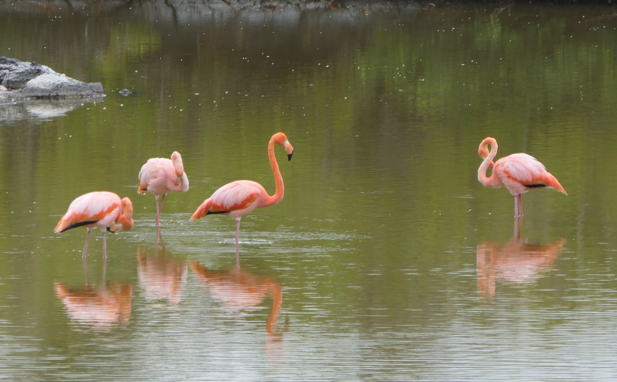 American Flamingo - ML640063209