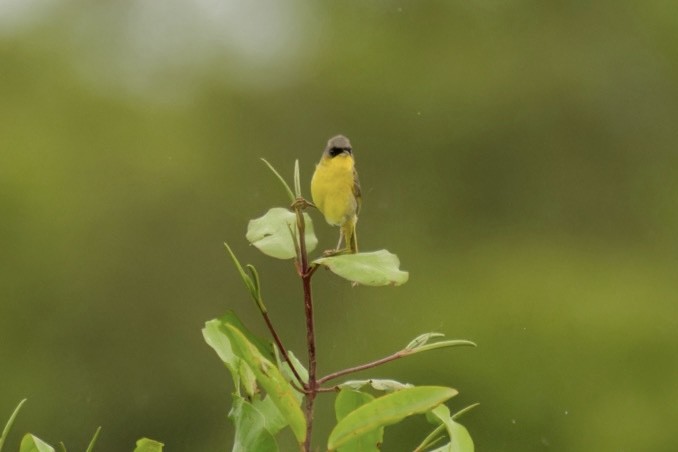 Gray-crowned Yellowthroat - ML640063234