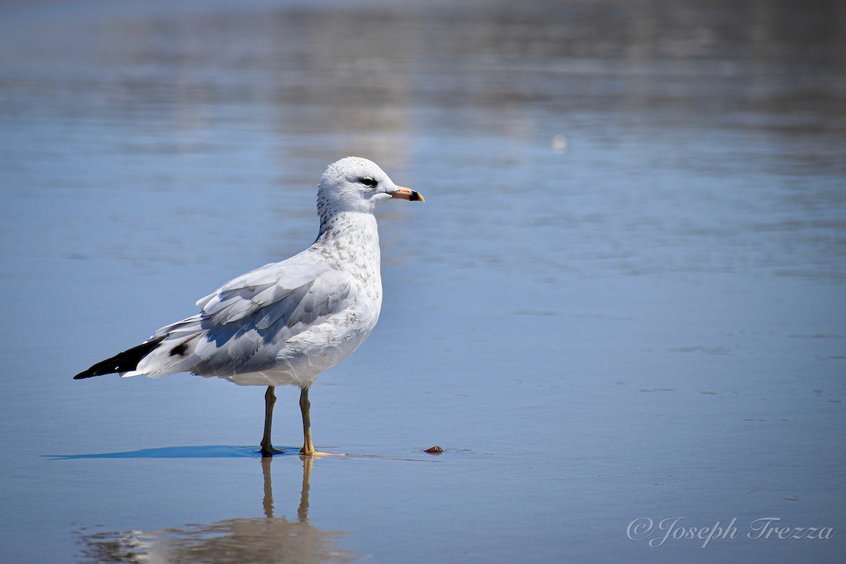 Ring-billed Gull - ML640063267