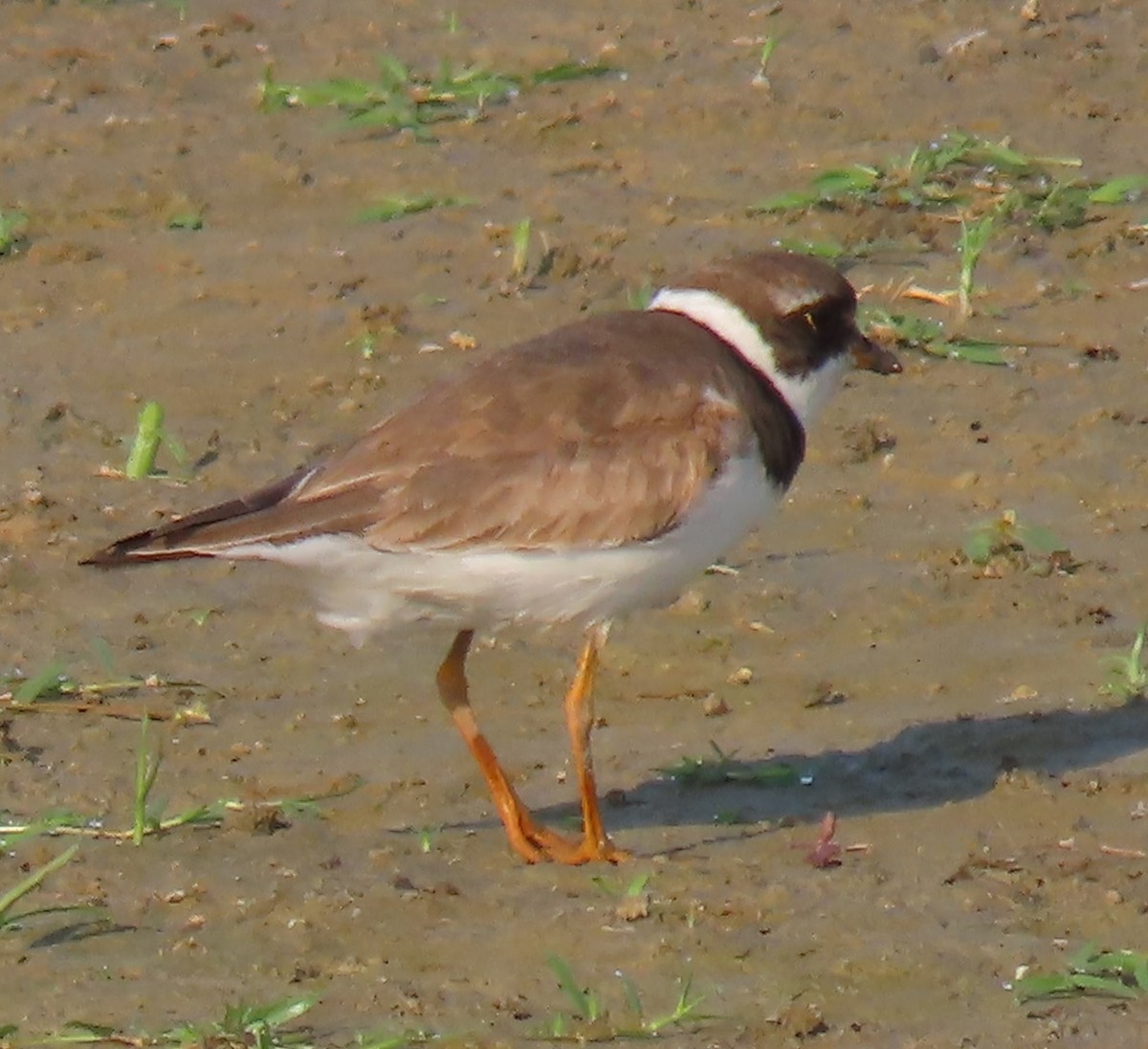 Semipalmated Plover - ML640063295