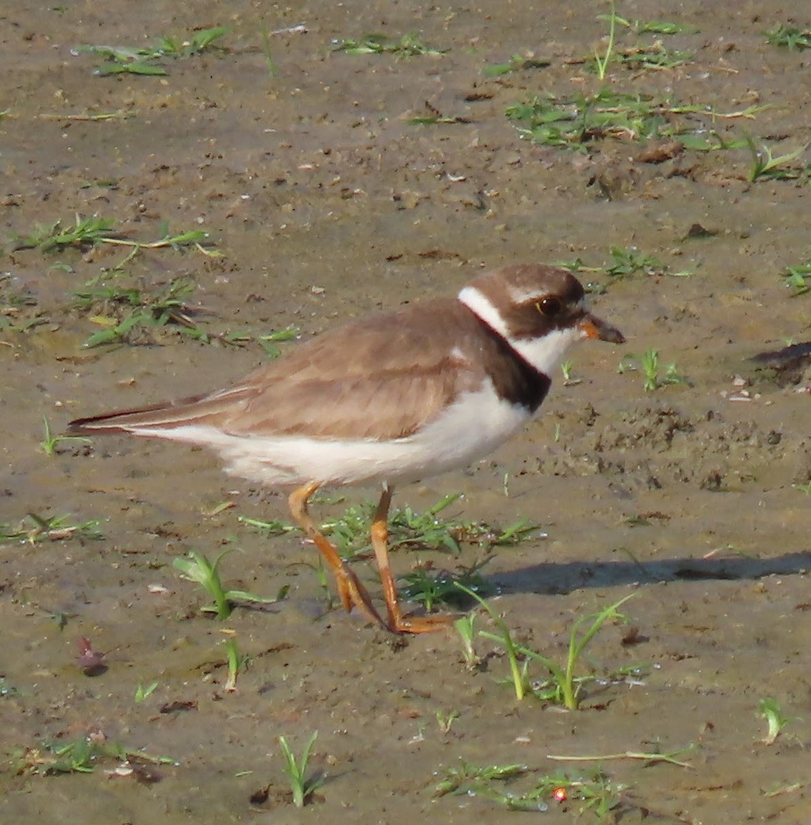 Semipalmated Plover - ML640063296