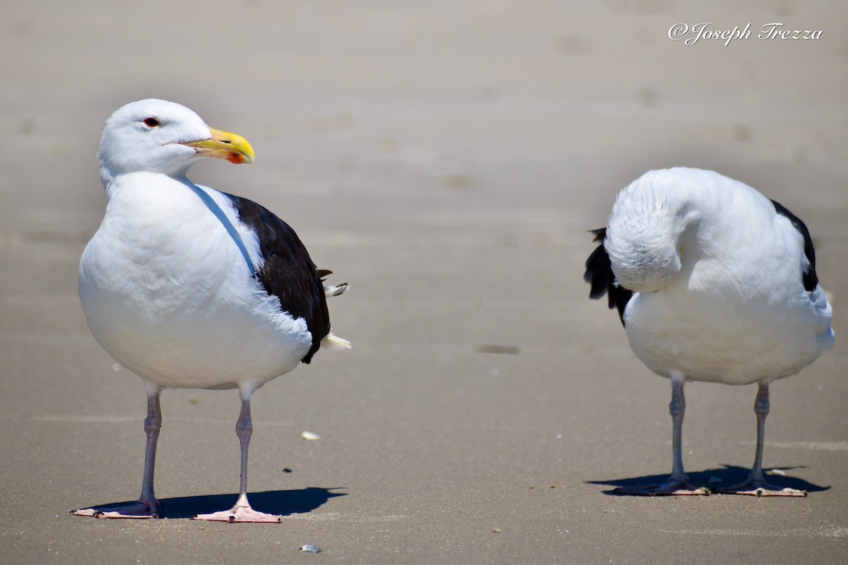 Great Black-backed Gull - ML640063314