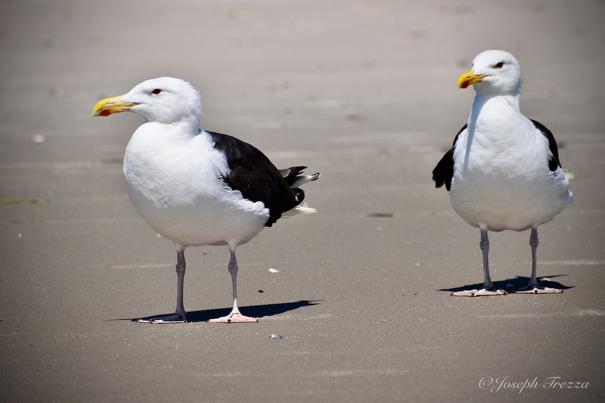 Great Black-backed Gull - ML640063315