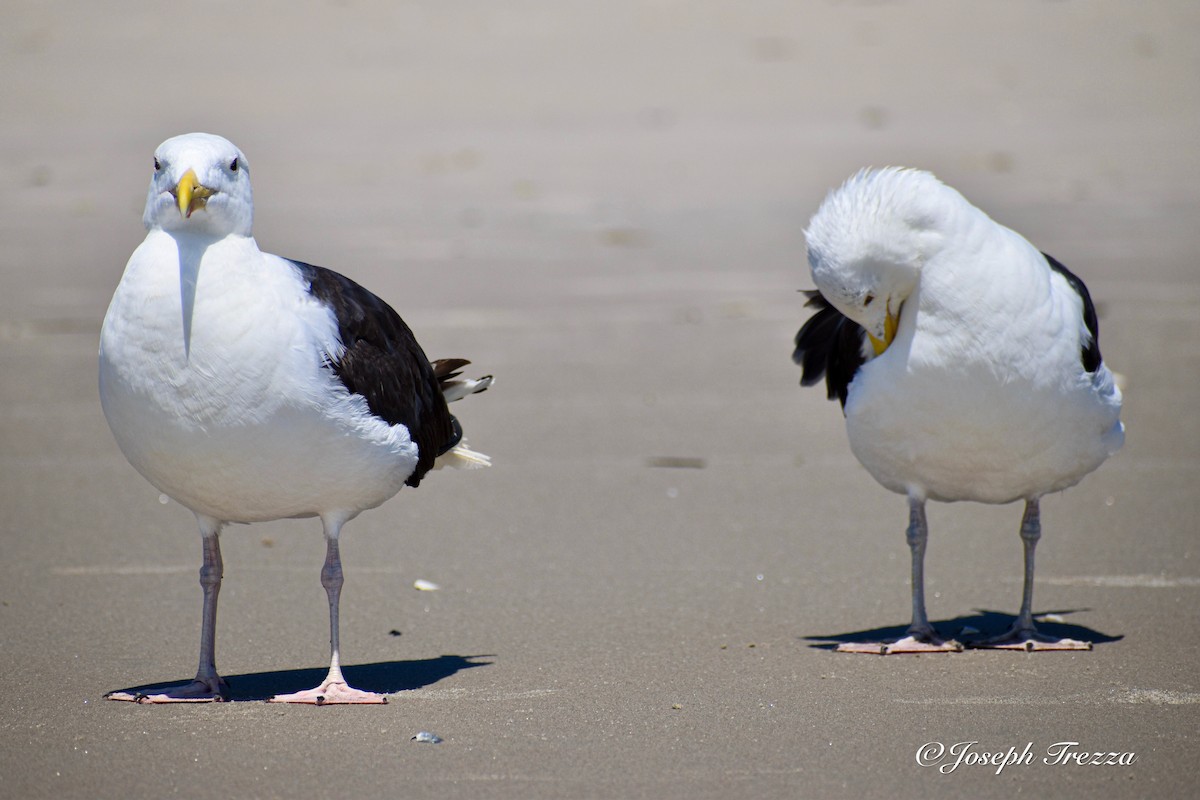 Great Black-backed Gull - ML640063316