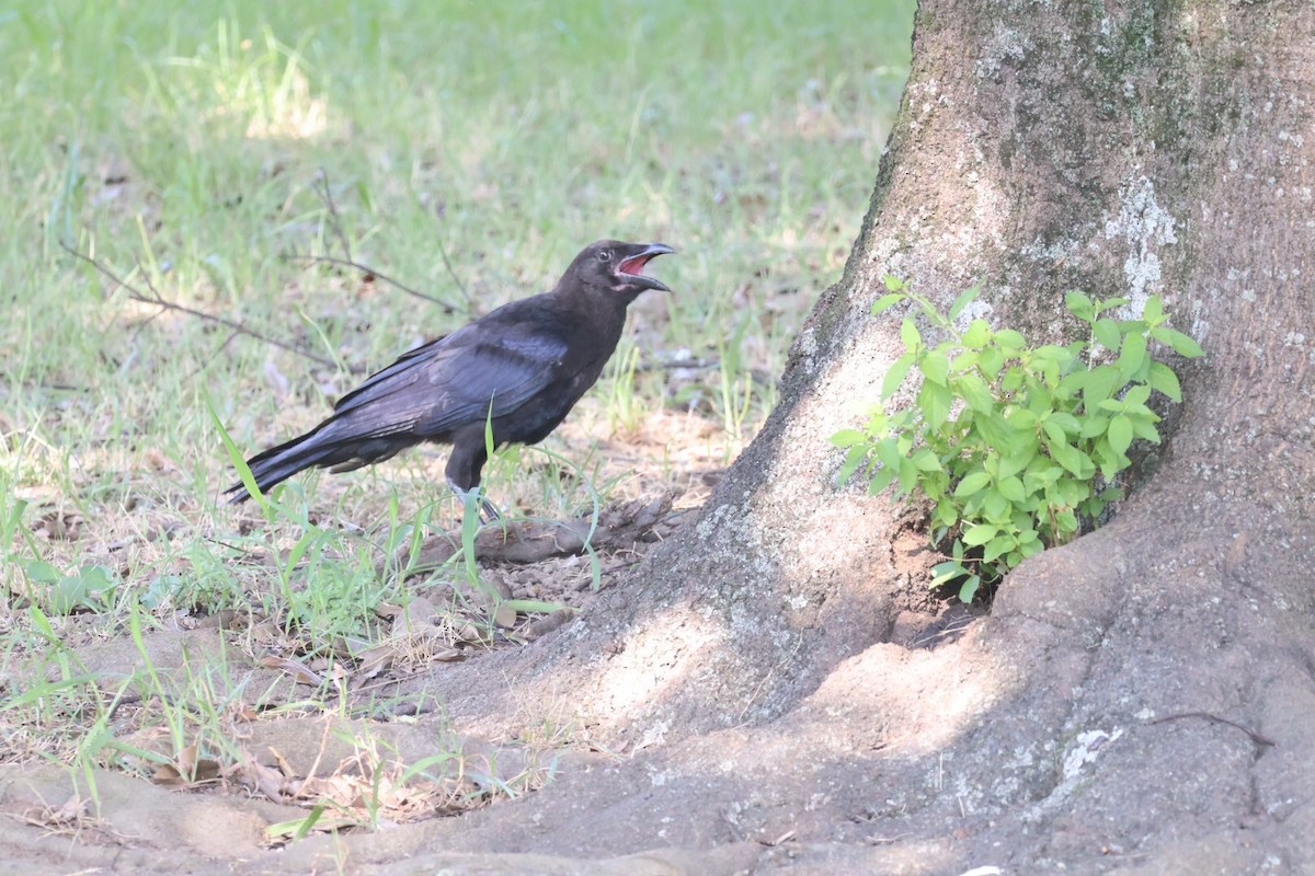 Carrion Crow - ML640063355