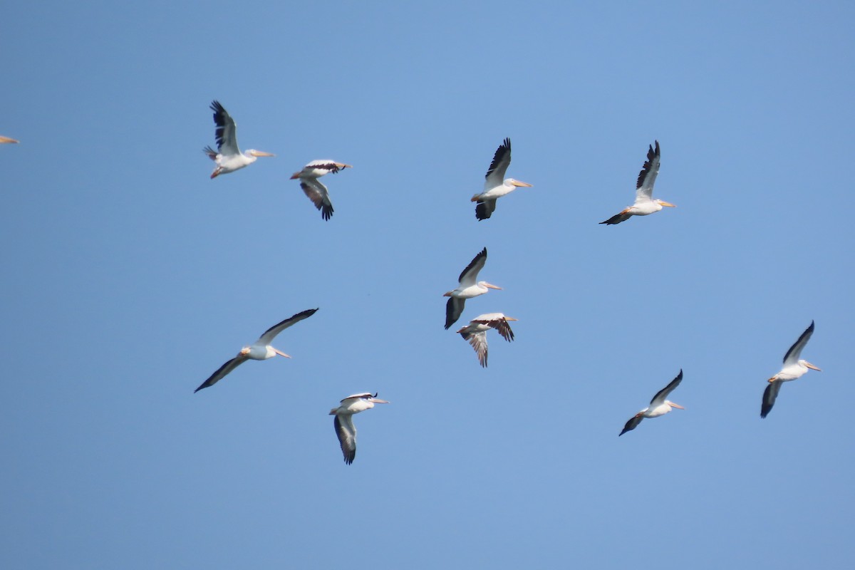 American White Pelican - ML640063376