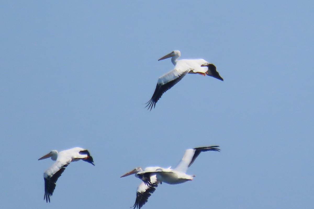 American White Pelican - ML640063377