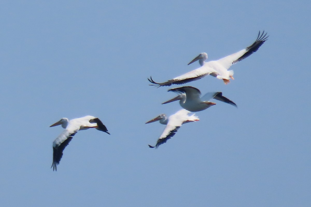 American White Pelican - ML640063378