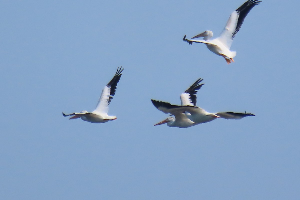 American White Pelican - ML640063379
