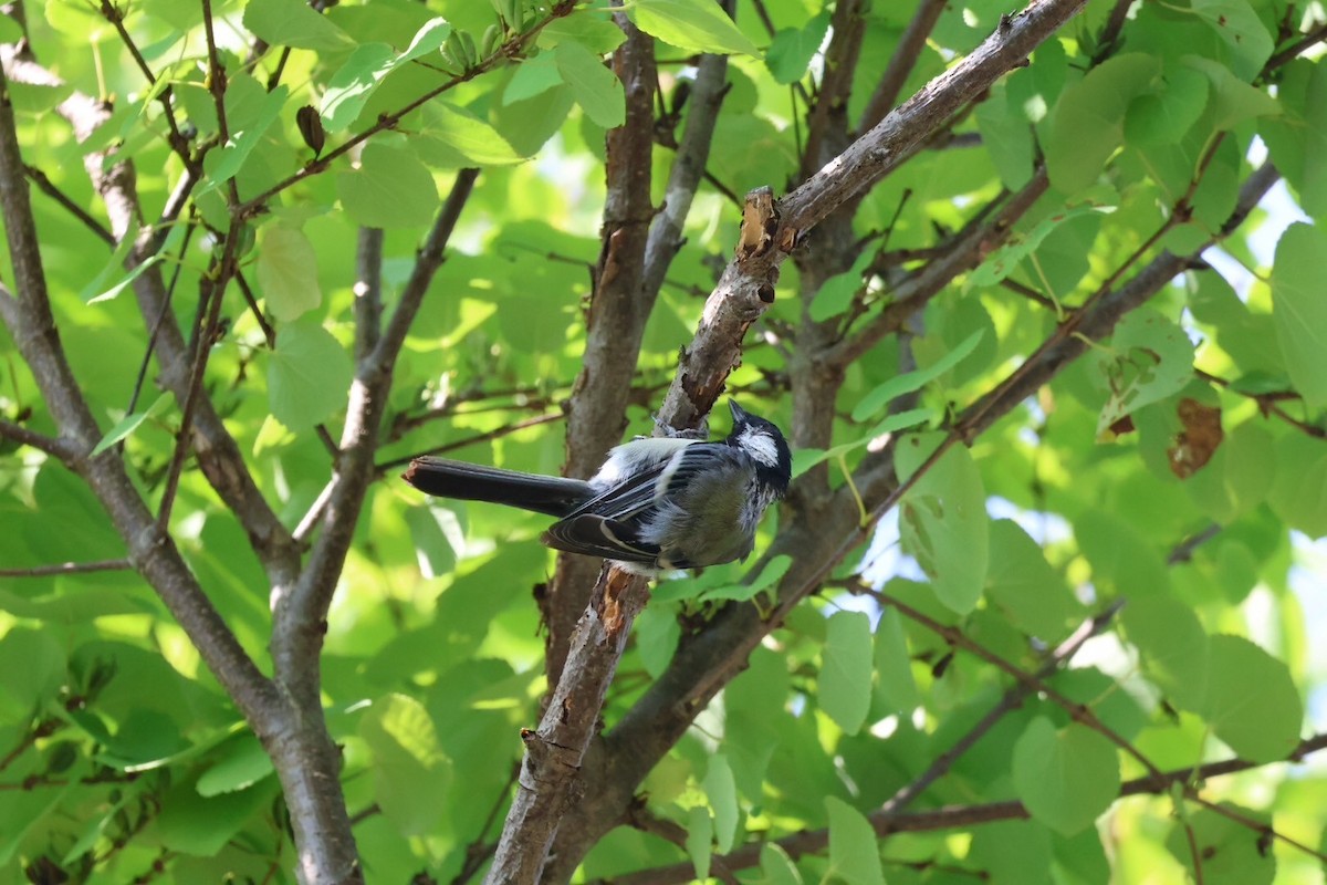 Asian Tit - ML640063383