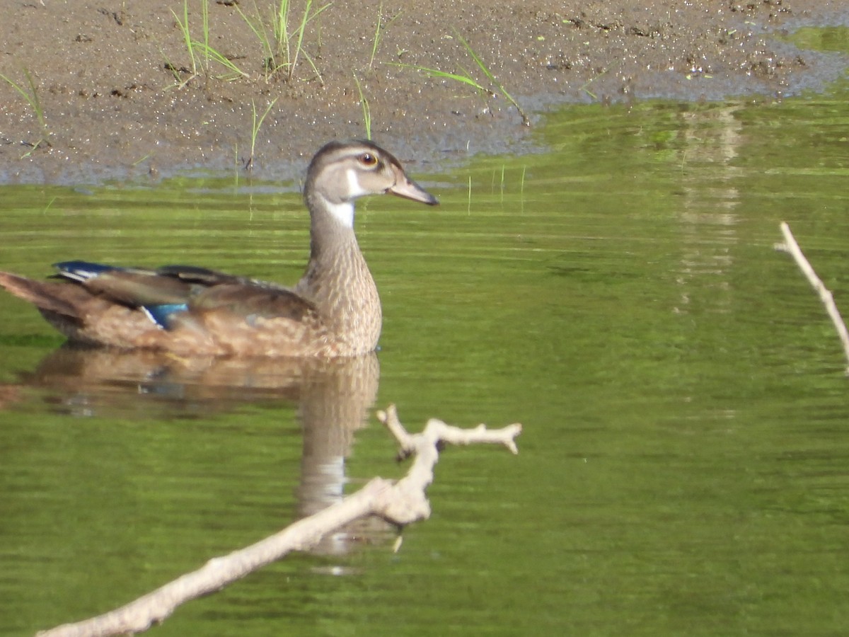 Canard branchu - ML640063437