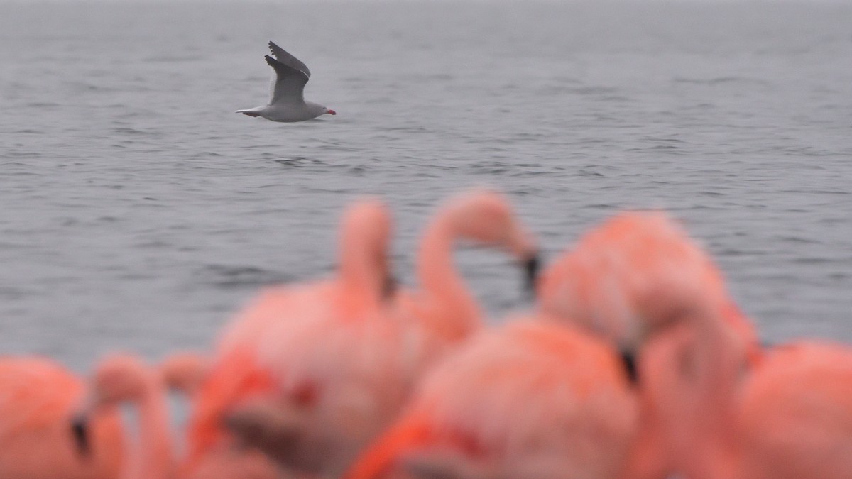 Dolphin Gull - ML640063466