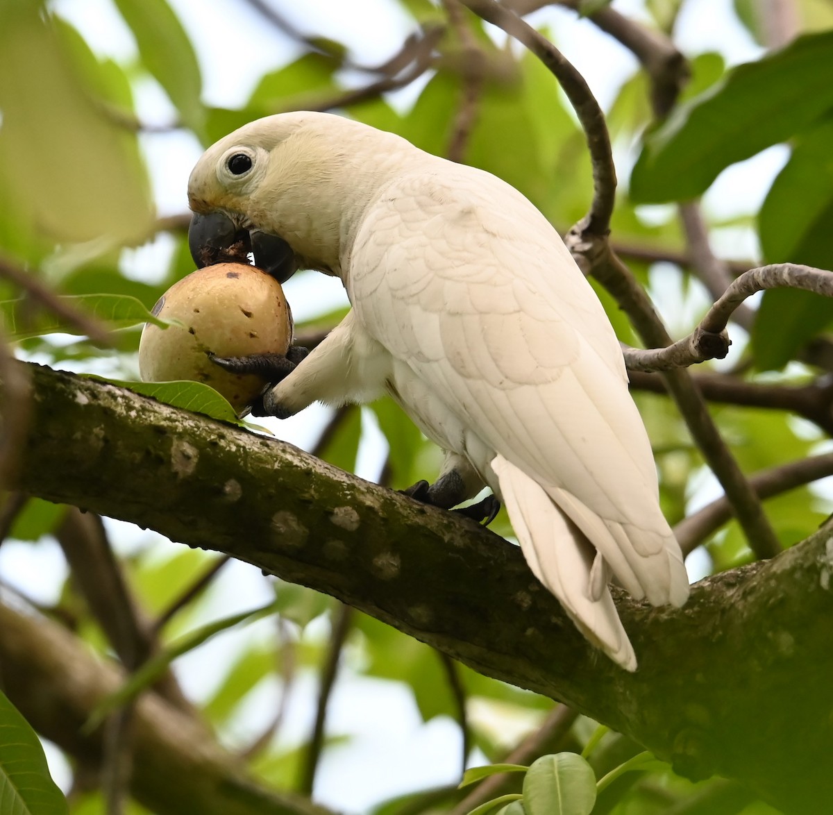 Tanimbar Corella - ML640063469