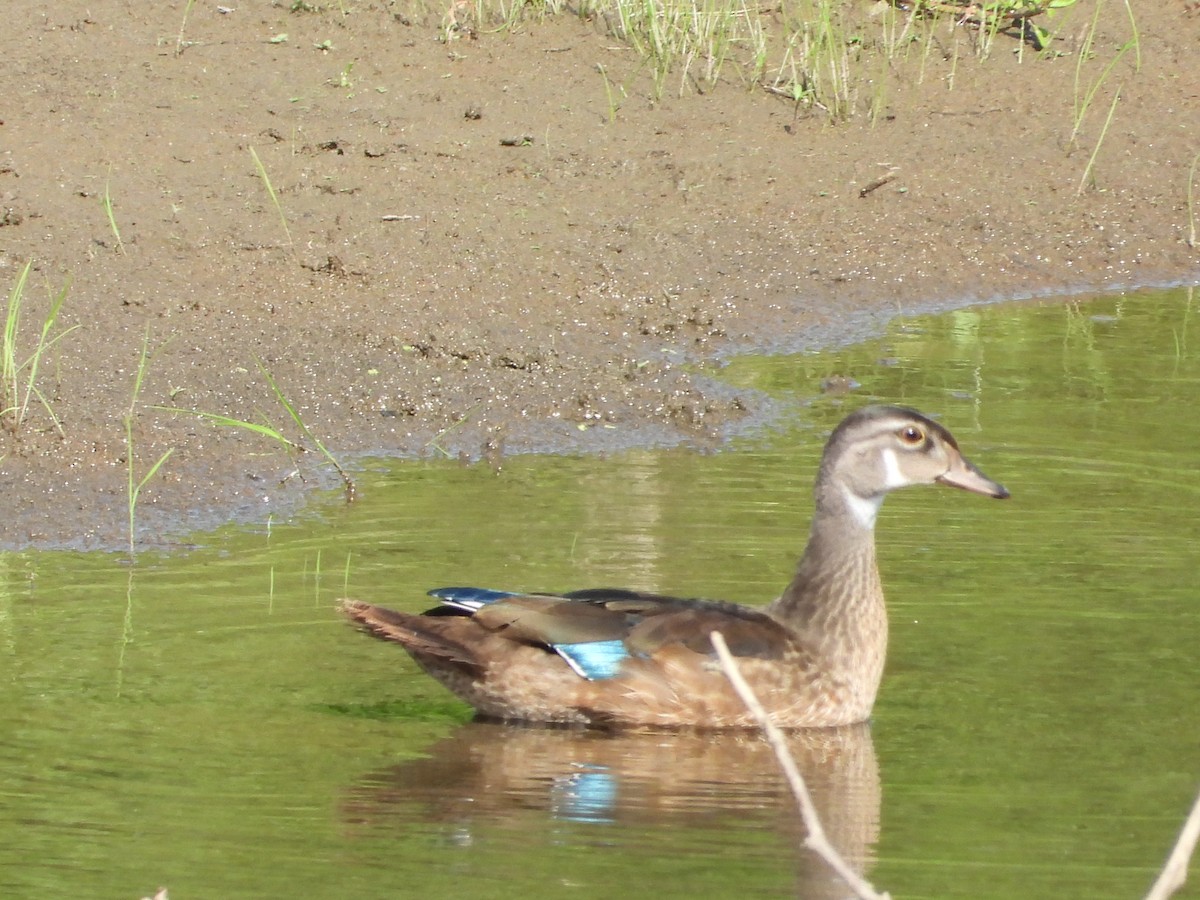 Canard branchu - ML640063473