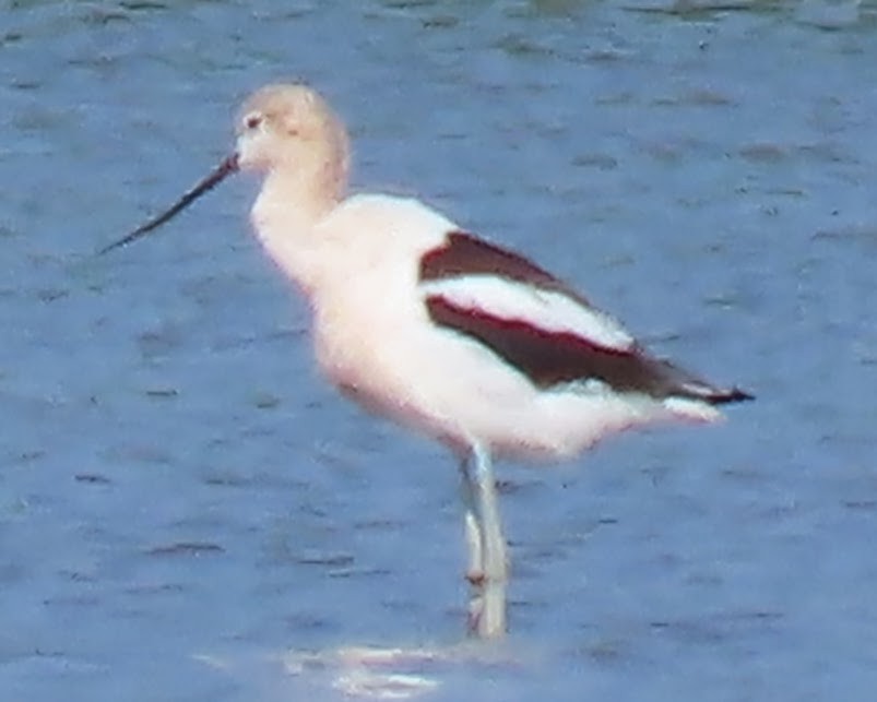 American Avocet - ML640063482