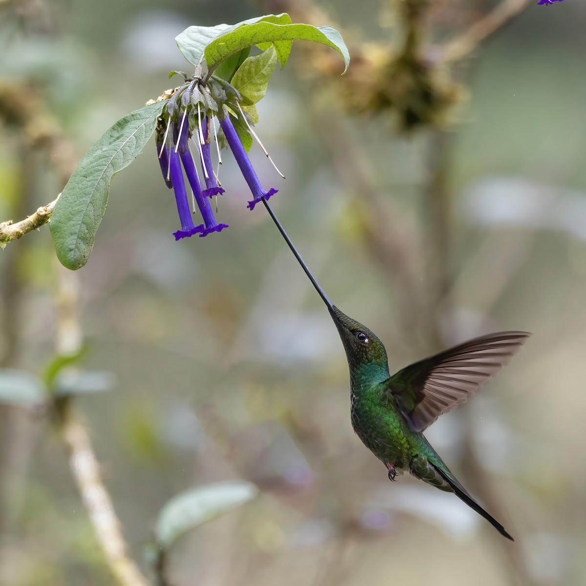 kolibřík mečozobec - ML640063485