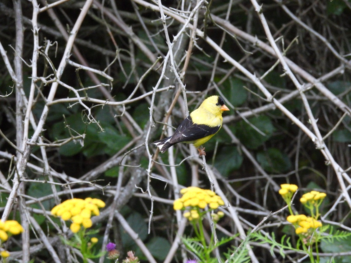 American Goldfinch - ML640063521
